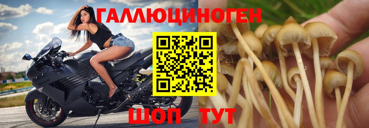 Псилоцибиновые грибы GOLDEN TEACHER Татарск